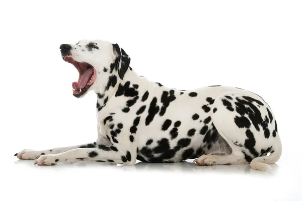 被白色背景隔离的达尔马提亚犬 — 图库照片