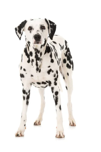 Δαλματίας Σκύλος Απομονωμένος Λευκό Φόντο — Φωτογραφία Αρχείου