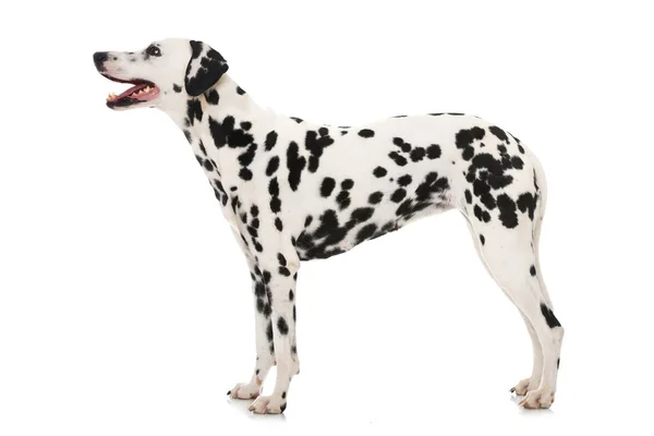 Dalmatský Pes Izolovaný Bílém Pozadí — Stock fotografie