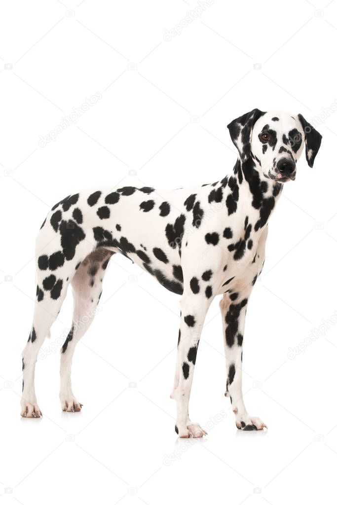 dalmatian dog isolated on white background