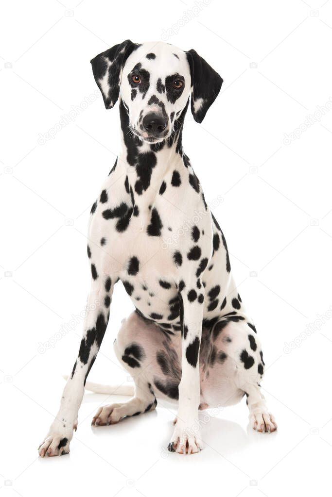 dalmatian dog isolated on white background