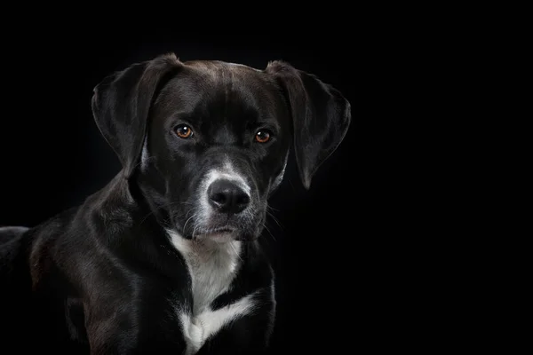 Mixed Breed Dog Isolated Black Background — Stock Photo, Image