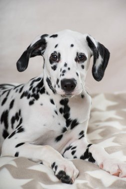 Genç Dalmaçyalı bir köpek battaniyenin üzerinde yatıyor.