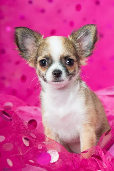 Chihuahua Cachorro Sobre Fondo Rosa — Foto de Stock