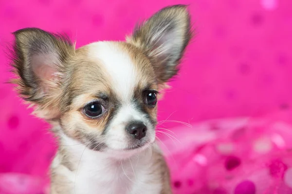 Chihuahua Κουτάβι Ροζ Φόντο — Φωτογραφία Αρχείου
