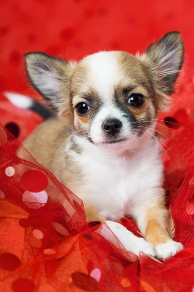 Chihuahua Cachorro Manta Roja — Foto de Stock