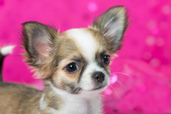 Chihuahua Κουτάβι Ροζ Φόντο — Φωτογραφία Αρχείου