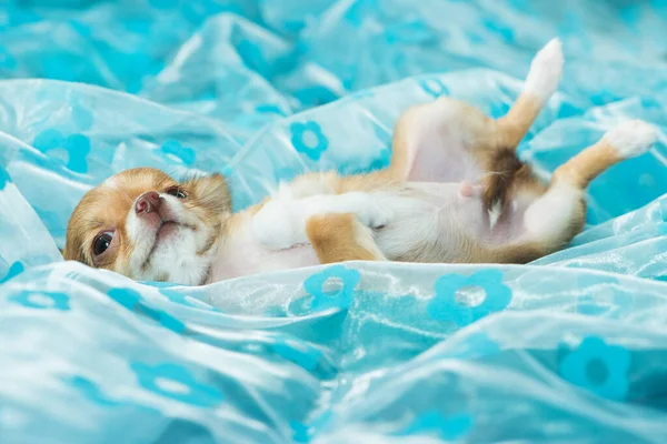 Chihuahua Cachorro Deitado Cobertor Azul — Fotografia de Stock