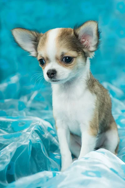 Chihuahua Chiot Sur Fond Bleu — Photo