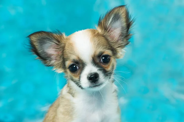 Chihuahua Κουτάβι Μπλε Φόντο — Φωτογραφία Αρχείου