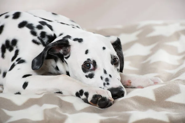 Young dalmatian dog lying on a blanket