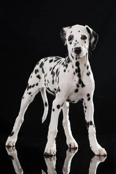 Ung Dalmatiska Hund Isolerad Svart Bakgrund — Stockfoto