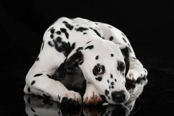 Cão Dálmata Jovem Isolado Fundo Preto — Fotografia de Stock