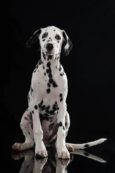 Mladý Dalmatský Pes Izolovaný Černém Pozadí — Stock fotografie