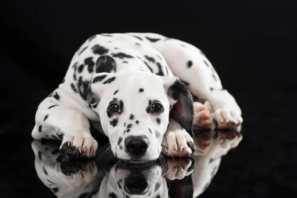 Cão Dálmata Jovem Isolado Fundo Preto — Fotografia de Stock