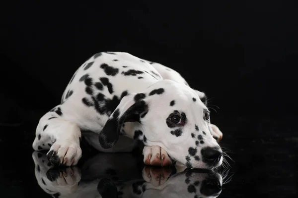 Cão Dálmata Jovem Isolado Fundo Preto — Fotografia de Stock