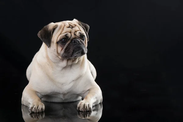 Tlustý Pug Černém Pozadí — Stock fotografie