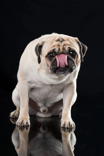 Pug Gordo Sobre Fondo Negro — Foto de Stock