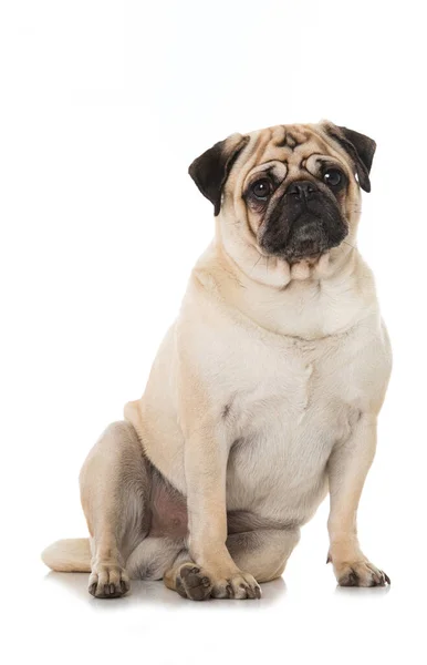 Fat Pug Isolated White — Stock Photo, Image