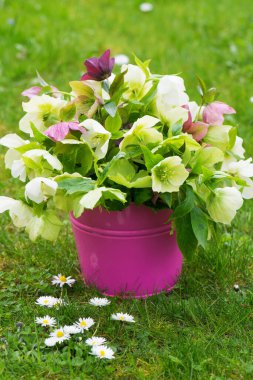 İsa güllerinden çiçek aranjmanı 