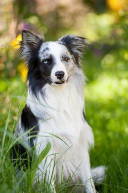 Bahar bahçesinde çoban köpeği.