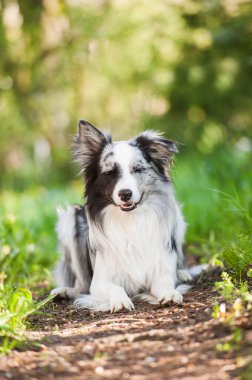 Bahar bahçesinde çoban köpeği.