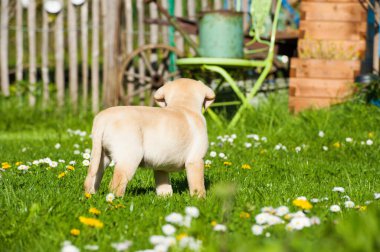 Labrador yavrusu ilkbahar çayırında