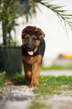 Bahar çayırında tatlı melez köpek yavrusu