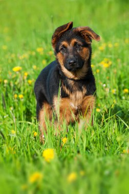 Bahar çayırında tatlı melez köpek yavrusu