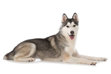 Sibirya köpeği beyaz arka planda izole edilmiş.