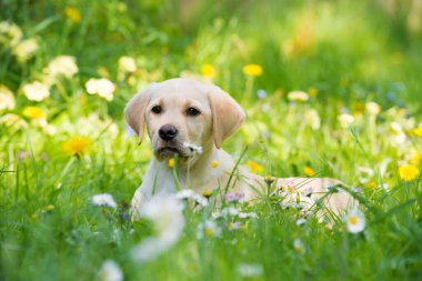 Labrador köpeği yaz çayırında