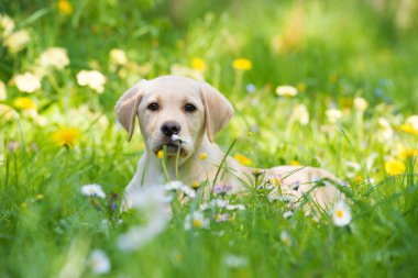 Labrador köpeği yaz çayırında