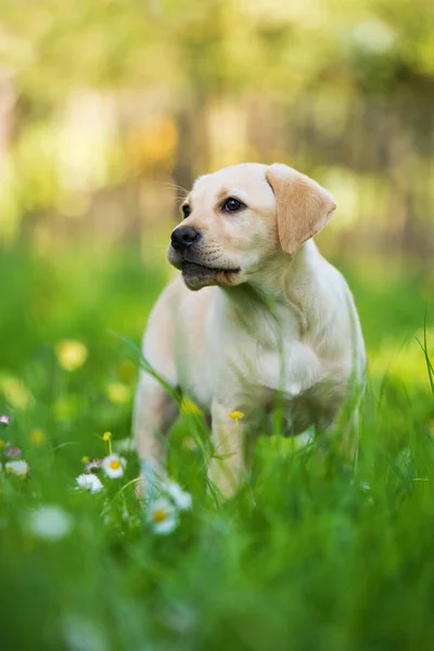 Labrador puppy in a summer meadow
