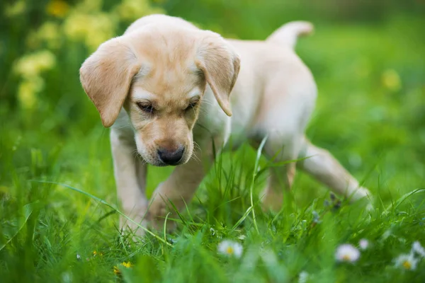 Labrador puppy in a summer meadow