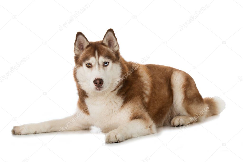 Siberian husky dog isolated on white background