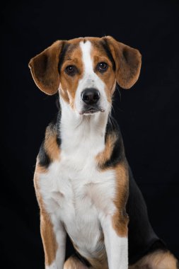 Siyah arka planda büyük melez bir köpek var.