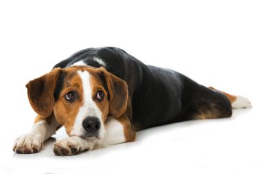 Beyaz arka planda büyük melez bir köpek var.