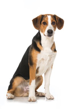 Beyaz arka planda büyük melez bir köpek var.