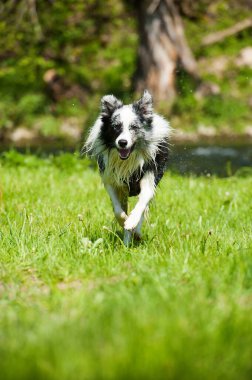 Islak sınır çoban köpeği çayırda koşuyor