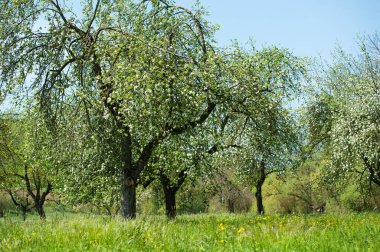 Bahar doğasında ağaçlar