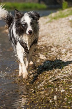 Gölde ıslak bir çoban köpeği