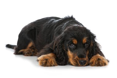 Cocker spaniel köpek yavrusu beyazda izole edilmiş.