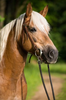 Haflinger atı doğada