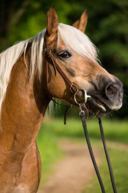 Haflinger atı doğada