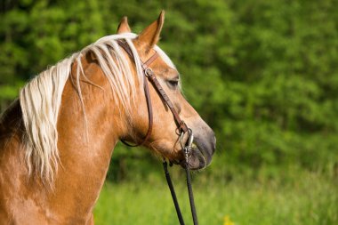 Haflinger atı doğada