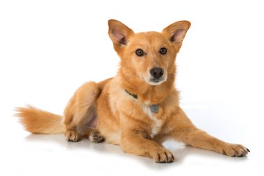 Beyaz arka planda yatan tatlı melez köpek.