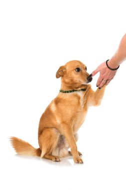 Sevimli melez köpek pençesini ver.