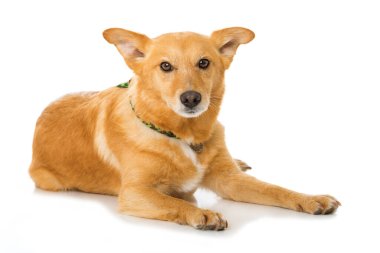 Beyaz arka planda yatan tatlı melez köpek.