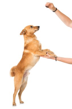 Tatlı melez köpek. 