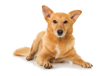 Beyaz arka planda yatan tatlı melez köpek.